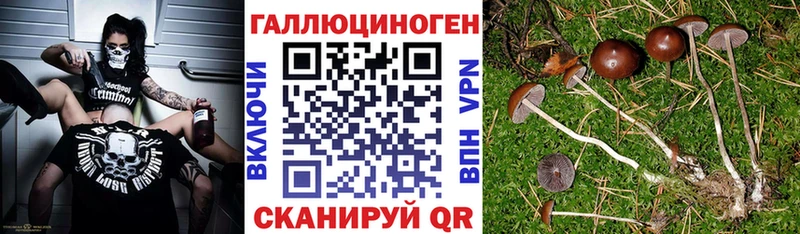 Псилоцибиновые грибы мицелий Урюпинск